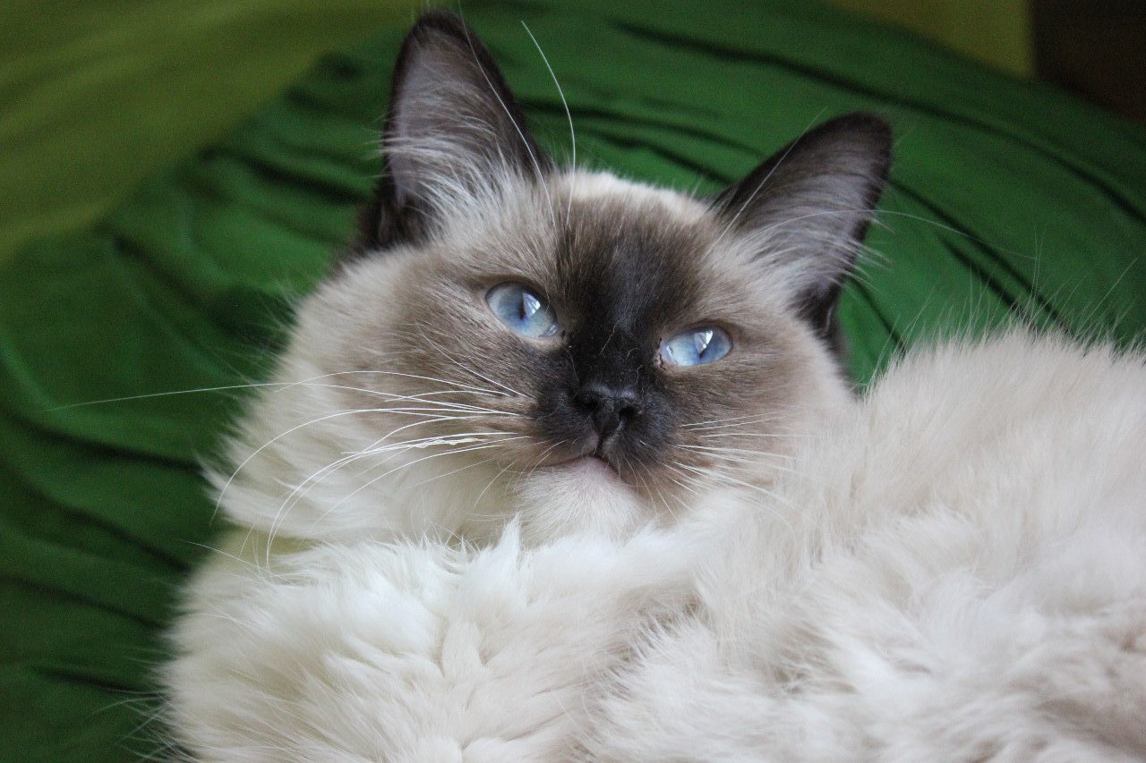 Ragdoll